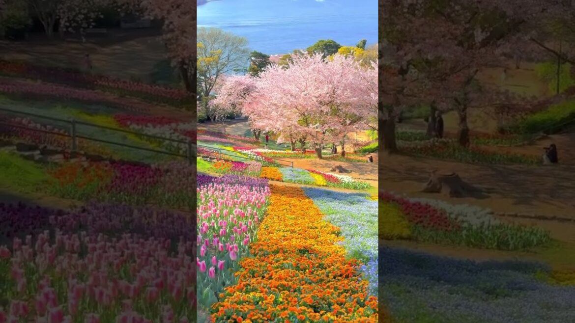 Hinoyama Koen Park Turkish Tulip Garden   Japan 🇯🇵 #travel #views Hinoyama Koen Park Turkish Tulip Garden   Japan 🇯🇵 #travel #views