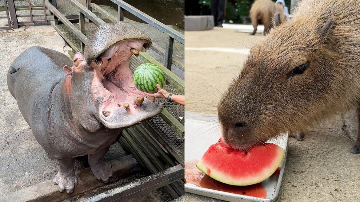 Hippos & Capybaras Eating Watermelon! Traveling to Japan’s Top Zoo & a Luxury Hotel Stay!🍉