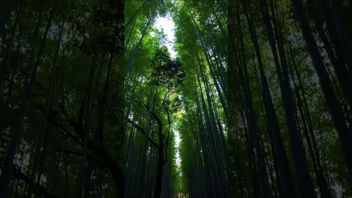 Arashiyama Bamboo Forest: Japan’s Serene Escape #travel #destination Arashiyama Bamboo Forest: Japan’s Serene Escape #travel #destination