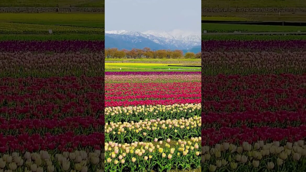 Spring Magic in Asahi, Japan. #shortvideo #travel #nature #japan #mountains #flowers #shorts