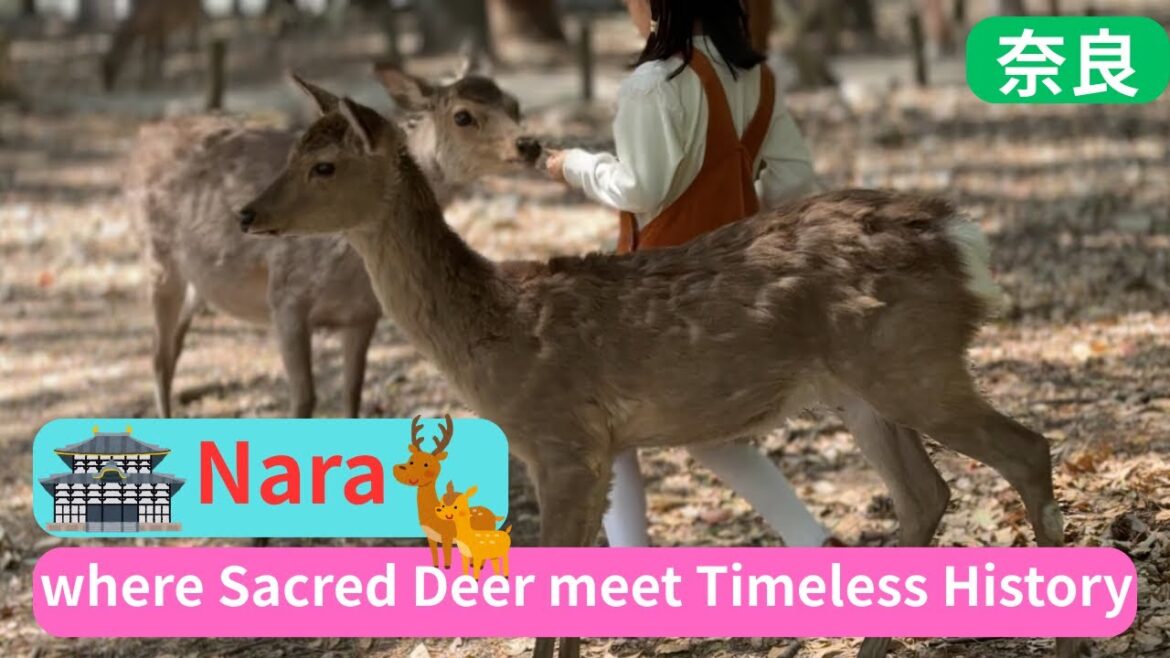 Nara where sacred deer meet timeless history Nara where sacred deer meet timeless history