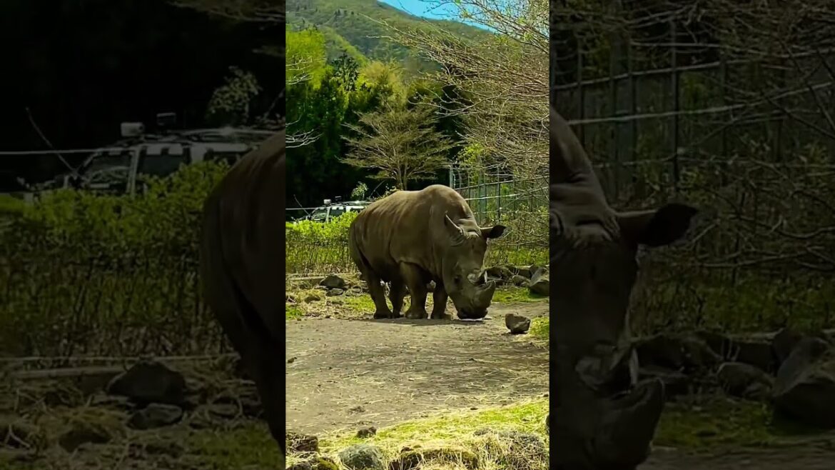 Fuji Safari Park