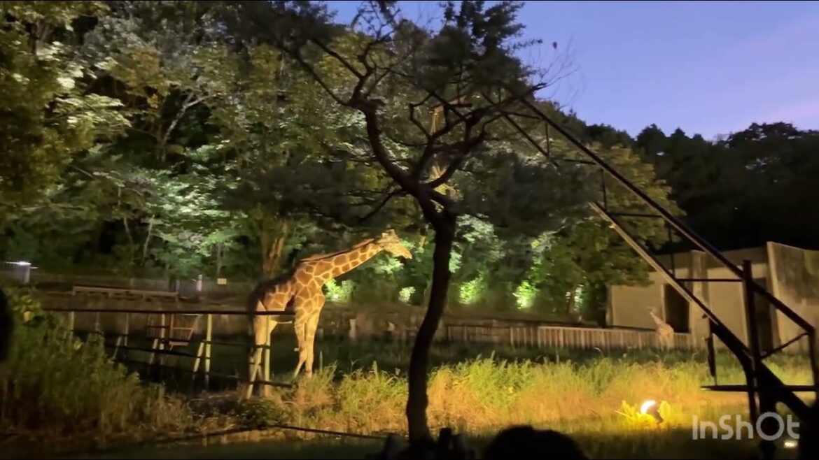 🐼🌸 Exploring Higashiyama Zoo & Botanical Gardens | A Day in Nagoya 🌿🦁#japan #travel #explore #part2