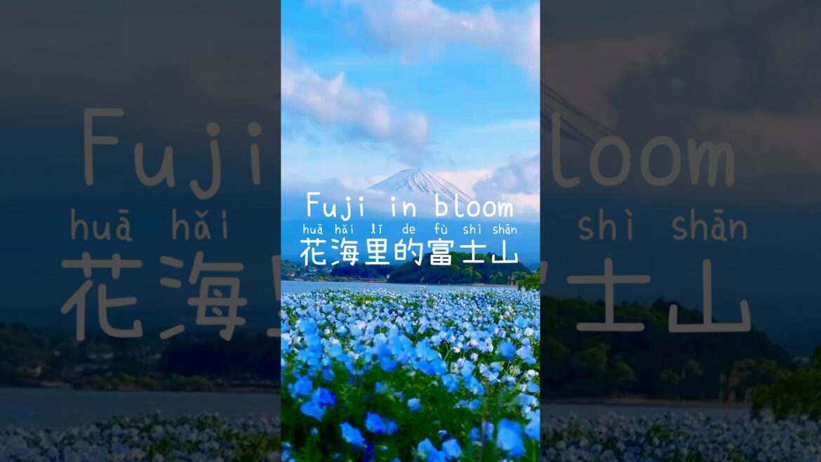 Mt. Fuji in bloom| Spring in May @ChubbyPFJ #travelvlog Mt. Fuji in bloom| Spring in May @ChubbyPFJ #travelvlog