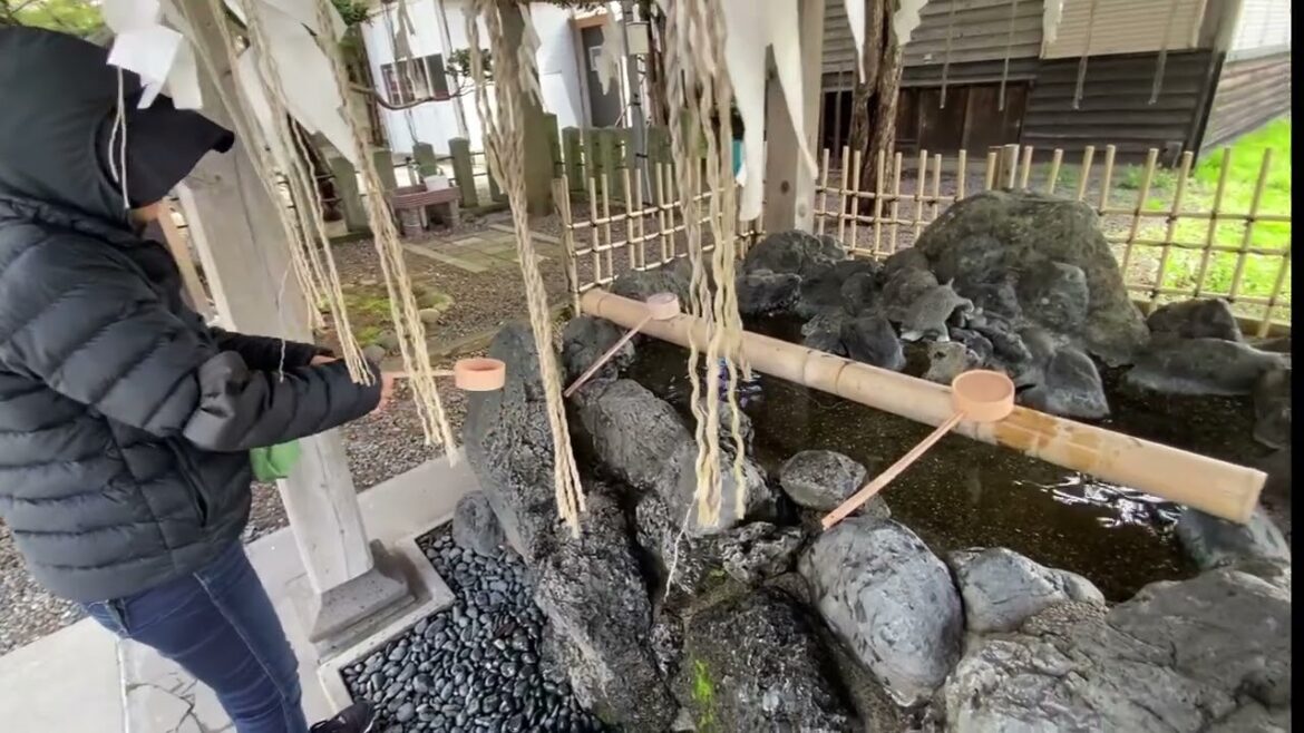 Hakodate Cherry Blossom 2025