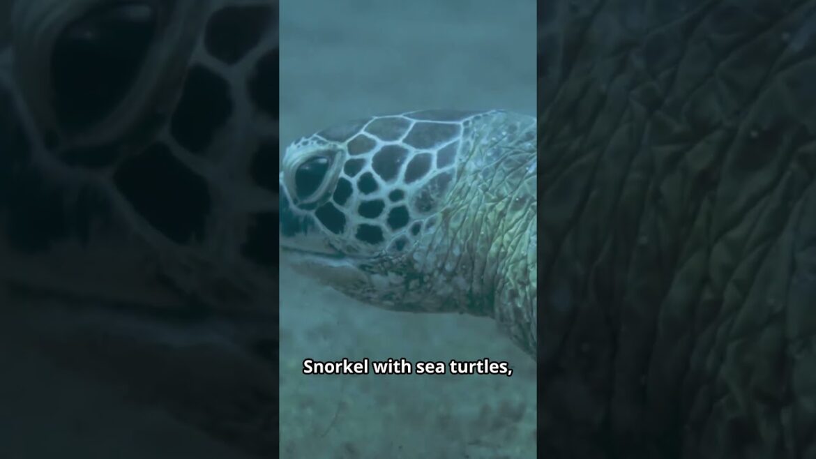 Why Okinawa Will Redefine Your Japan Adventure