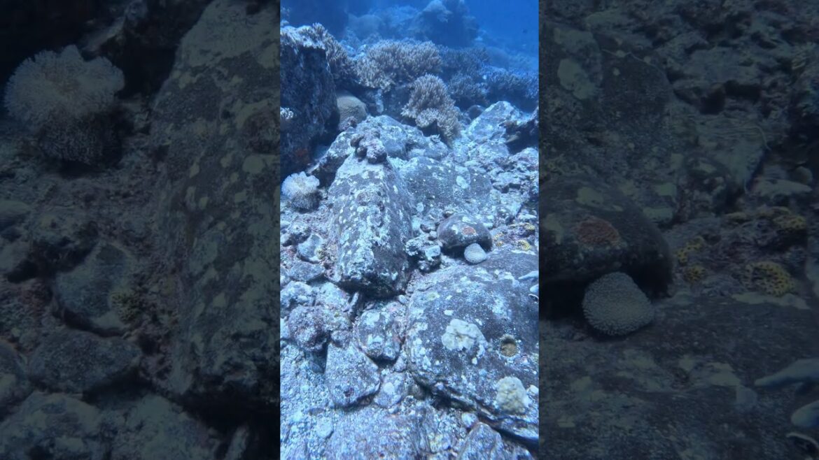 Found an octopus sleeping in rock cracks #malaysia #diving #ocean #japan #travel #shorts