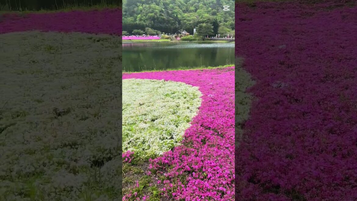 Fuji Shibazakura  #japan #scenicjourney #mtfuji