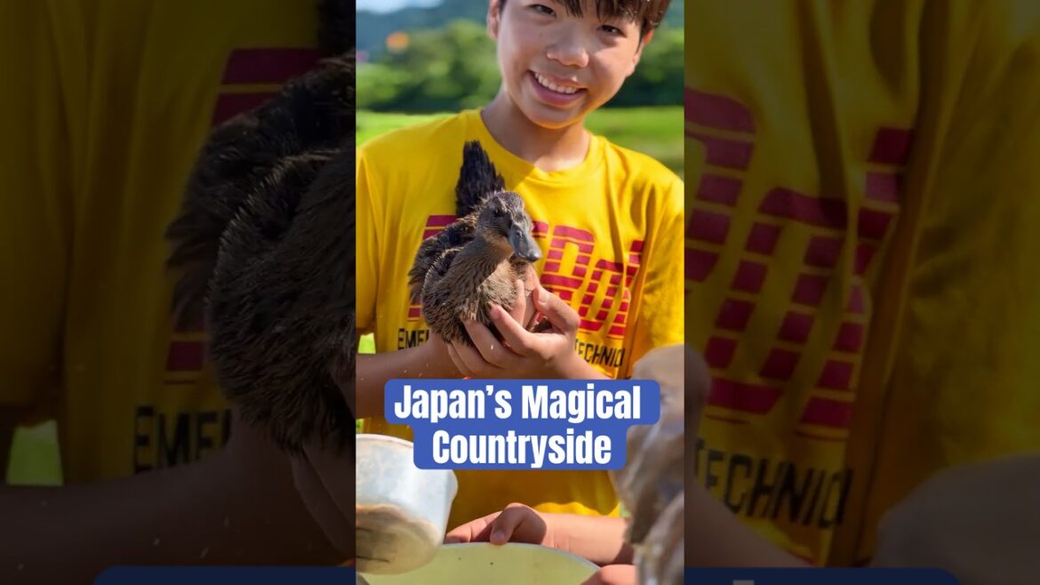 This is REAL LIFE in JAPAN? Samurai Kids Playing With Ducks in Rice Fields! #japantravel This is REAL LIFE in JAPAN? Samurai Kids Playing With Ducks in Rice Fields! #japantravel