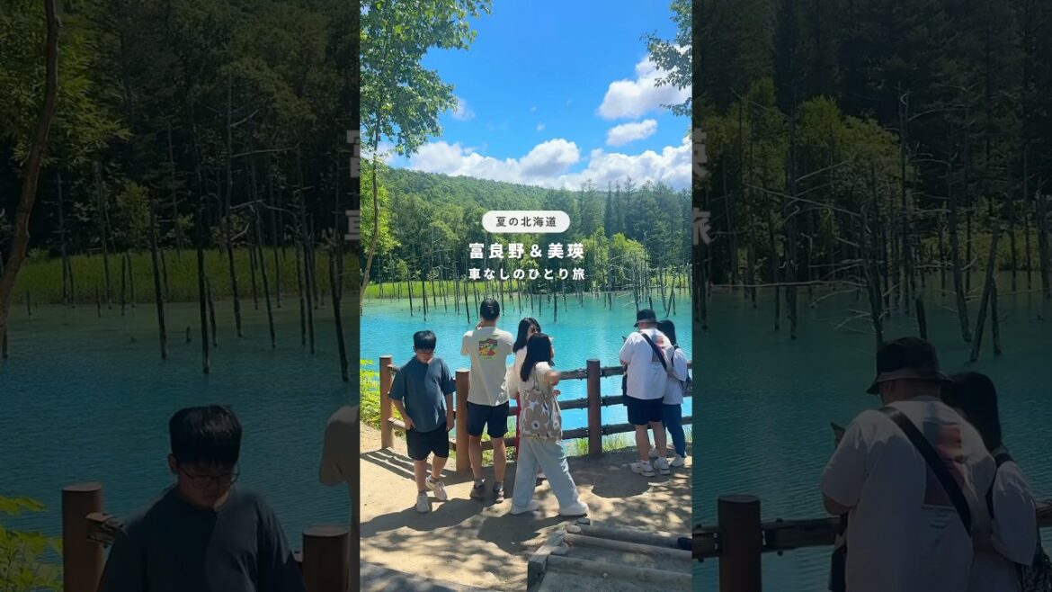 【車なしで大丈夫！】夏の北海道ひとり旅③ #美瑛 #富良野 #北海道グルメ