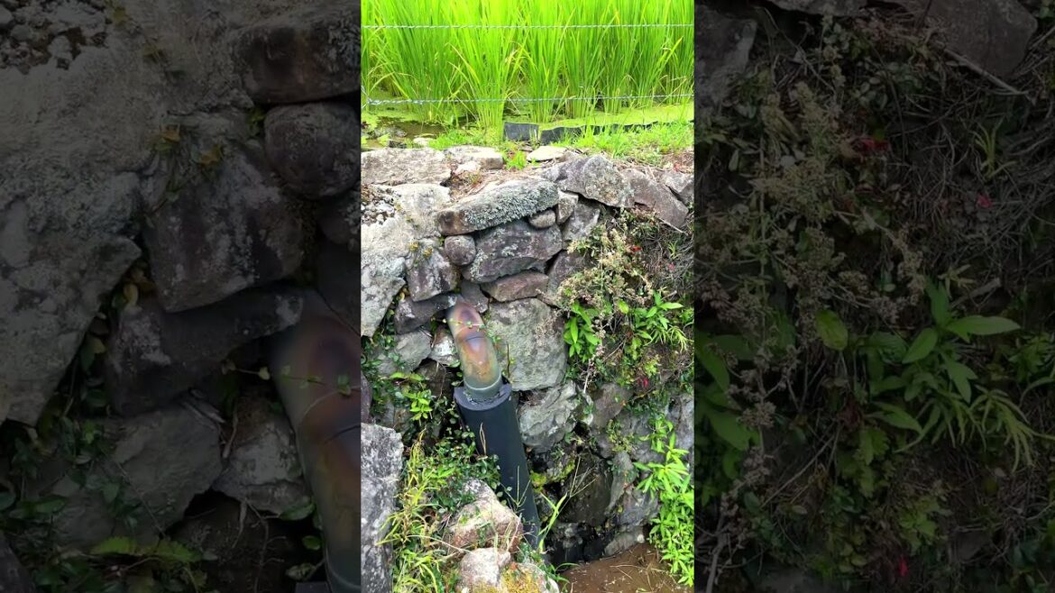 Lush Green Rice Fields: Ichiwatase, Minamata City, Kumamoto Pref, Japan #japaneselandscape