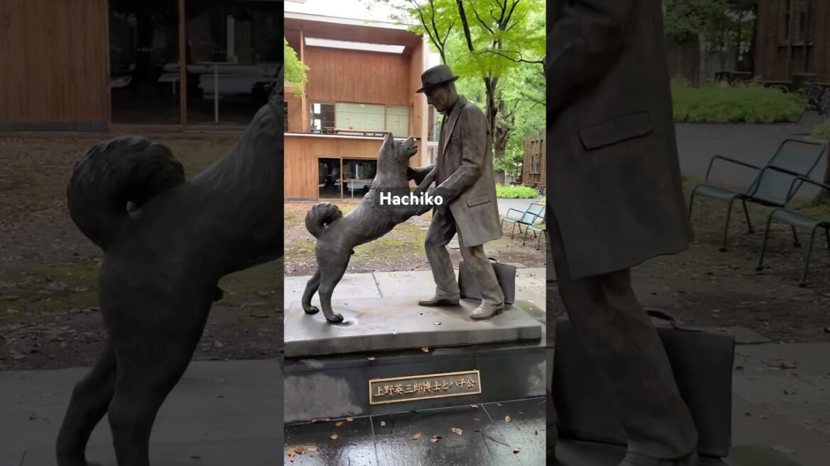 The Heartwarming Reunion of Hachiko and Ueno#universityoftokyo#viral#trending#followme#shortsvideo