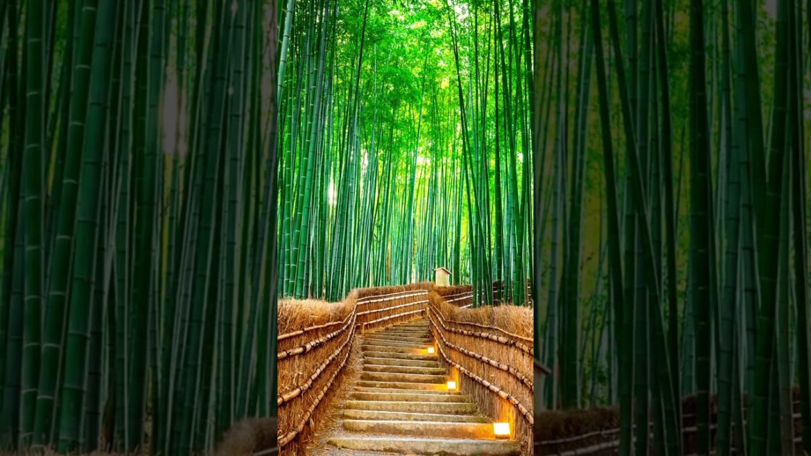 Kyoto Bamboo Garden | Serene Walk Through Japan’s Bamboo Forest Kyoto Bamboo Garden | Serene Walk Through Japan’s Bamboo Forest