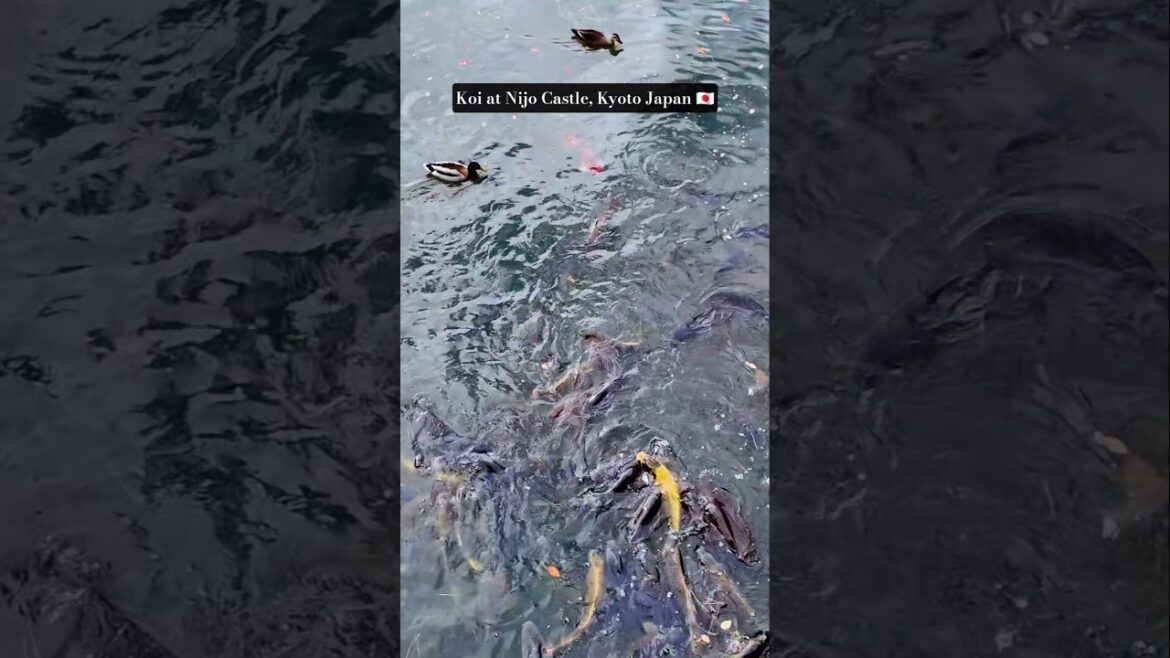 Feeding Giant Koi Fish at Nijo Castle, Kyoto, Japan ๐ฏ๐ต Feeding Giant Koi Fish at Nijo Castle, Kyoto, Japan ๐ฏ๐ต