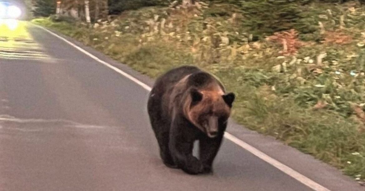 Brown bear that killed hiker in Hokkaido was well-known for being accustomed to humans Brown bear that killed hiker in Hokkaido was well-known for being accustomed to humans