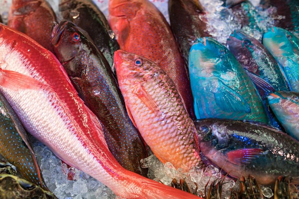 Fresh fish in the market: Shinkei Systems aims to offer the highest quality fish to broader consumers with the Japanese Ikejime technique.  
