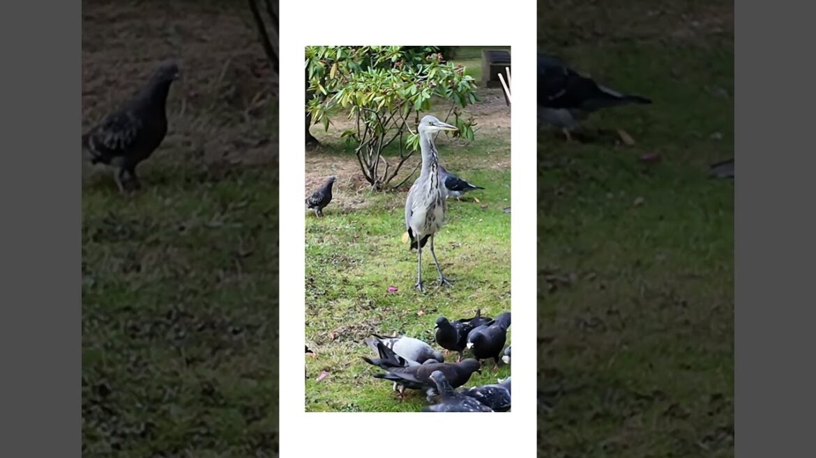 🌸 Kyoto Garden Waterfall at Holland Park | Hidden Gem #Shorts