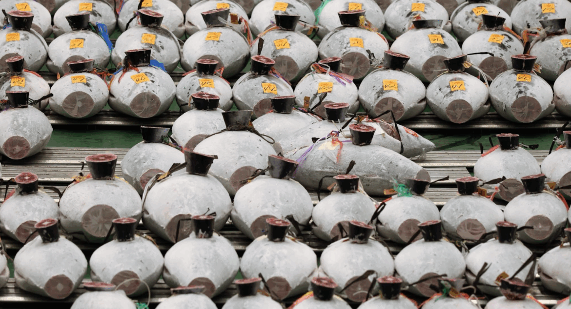 Week 31 Japan tuna roundup: Tsunami alerts briefly hit Toyosu frozen supply Week 31 Japan tuna roundup: Tsunami alerts briefly hit Toyosu frozen supply