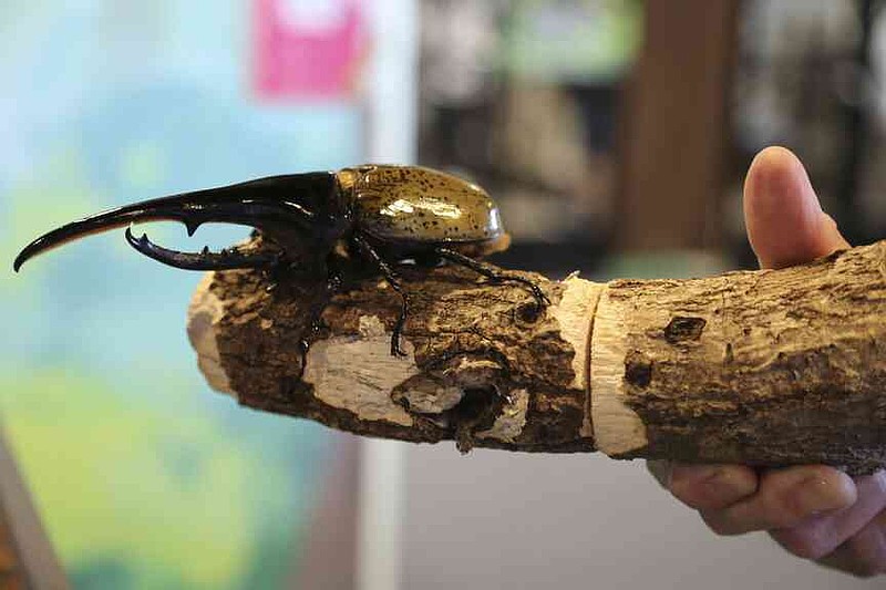 Toyoji Suzuki holds a beetle, known as Hercules, at an exhibition devoted to insects in Tokyo, Thursday, July 31, 2025. (AP Photo/Yuri Kageyama)
