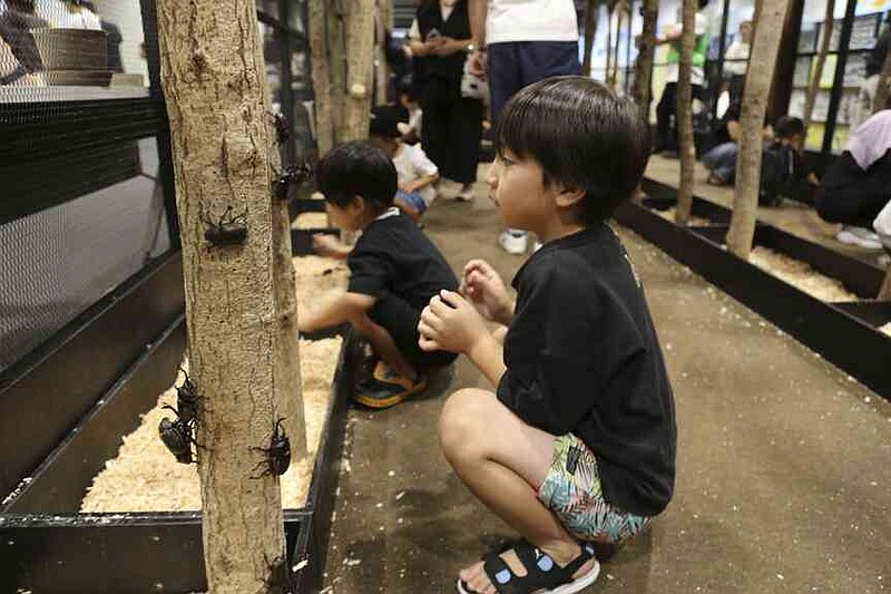 Children look at beetles at an exhibition devoted to insects in Tokyo, Thursday, July 31, 2025. (AP Photo/Yuri Kageyama)