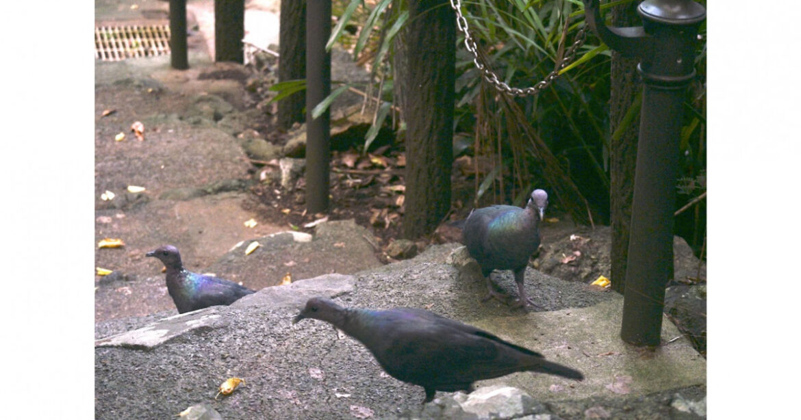 Back from the brink of extinction