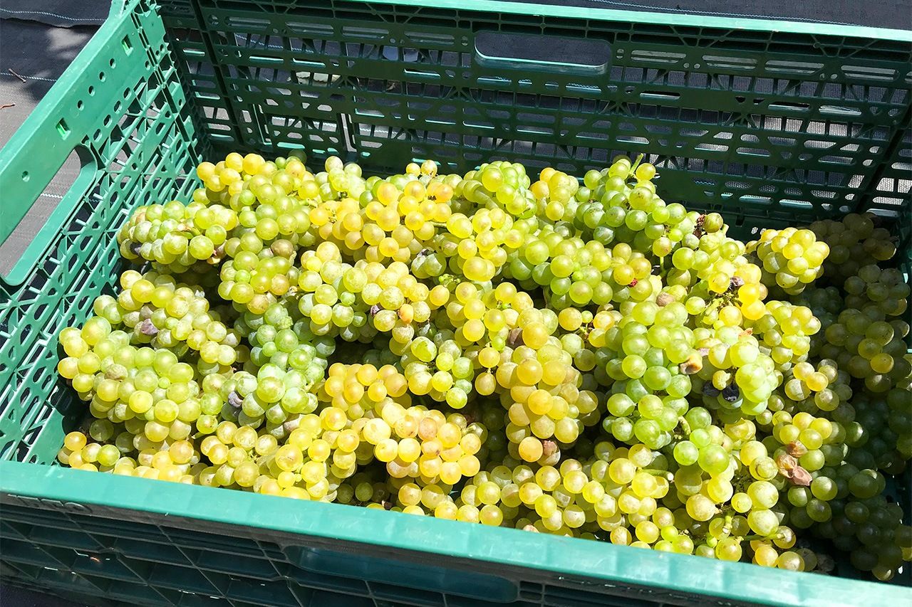 Grapes harvested from Nerima vineyards. (Courtesy Tokyo Winery)