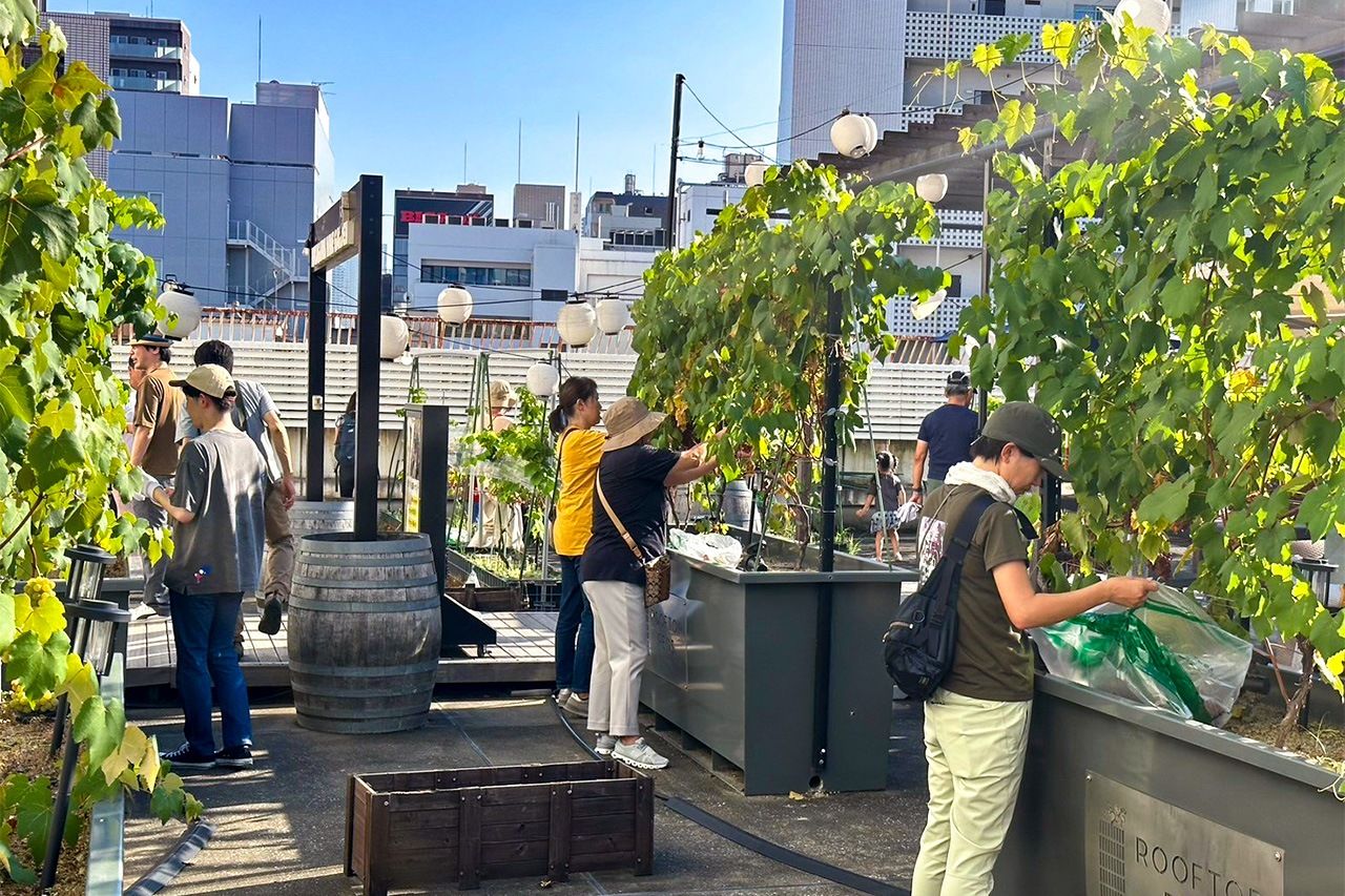 The staff harvesting grapes raised on a supermarket rooftop in August 2024. (Courtesy Fukagawa Winery Tokyo)