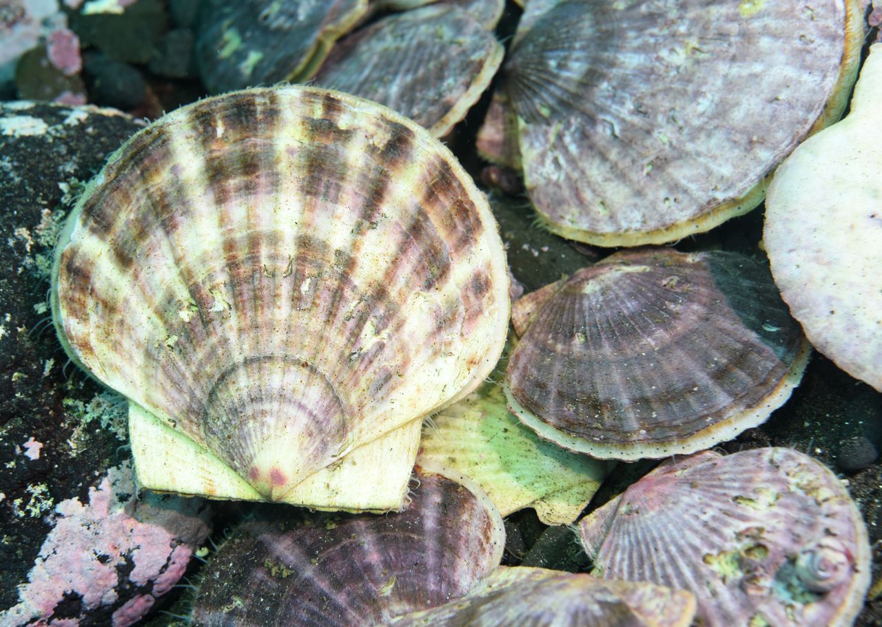 There are concerns about a negative effect on scallops from the decline in drift ice. Photo taken on the ocean floor of the Sea of Okhotsk​ off Hokkaidō on October 2023. (© Yamamoto Tomoyuki)
