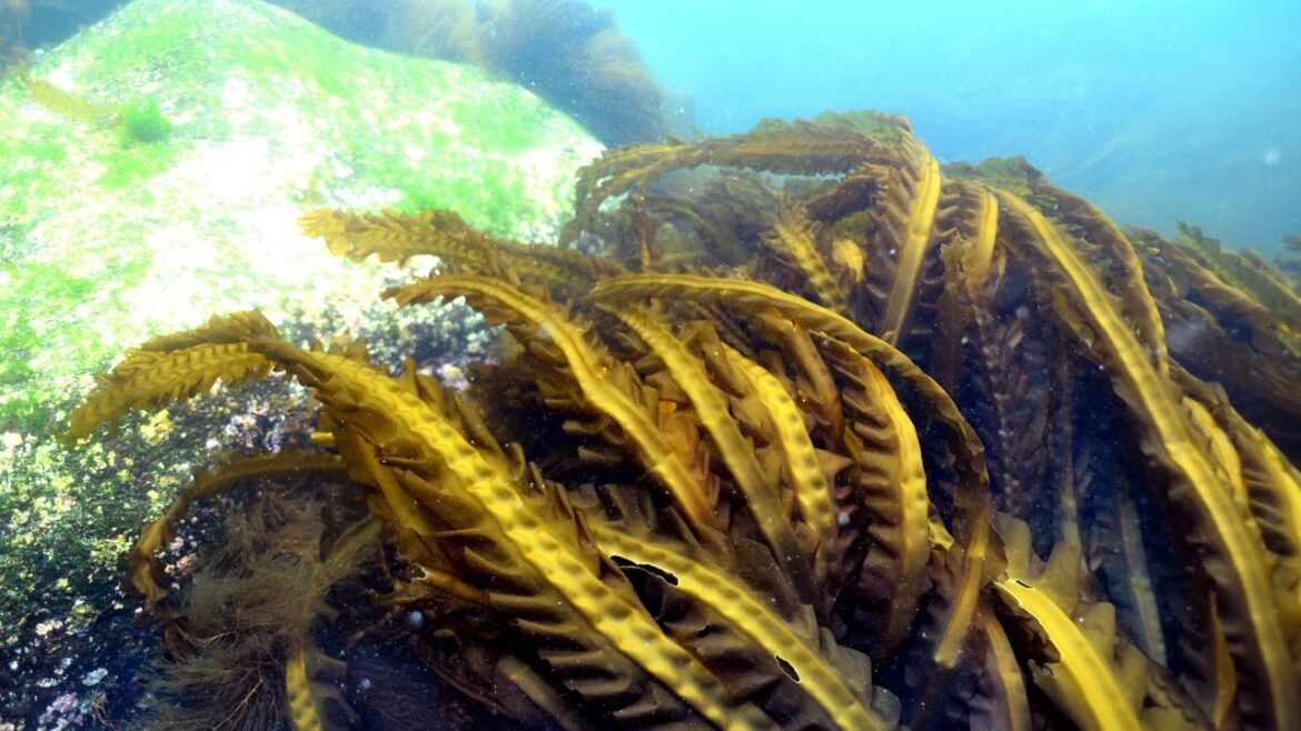Kelp Under Threat in Hokkaidō Waters: The Impact of Climate Change on Japan’s Marine Products