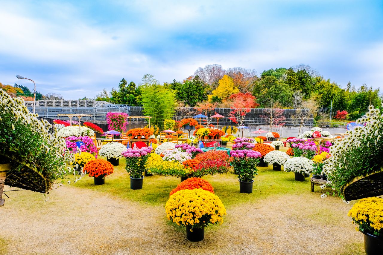 Colorful displays of chrysanthemums (© Pixta)