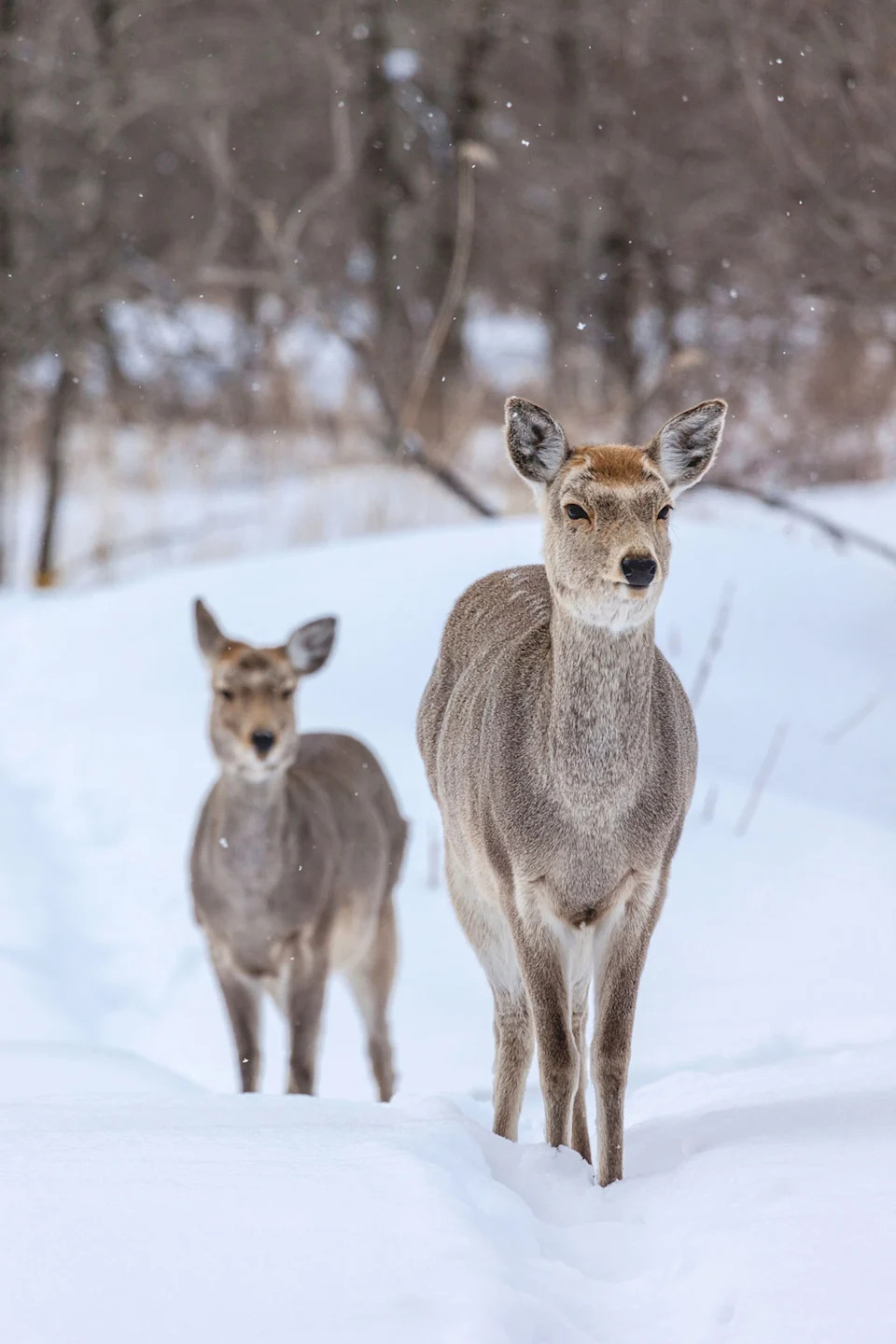 Two deers standing in the snow.