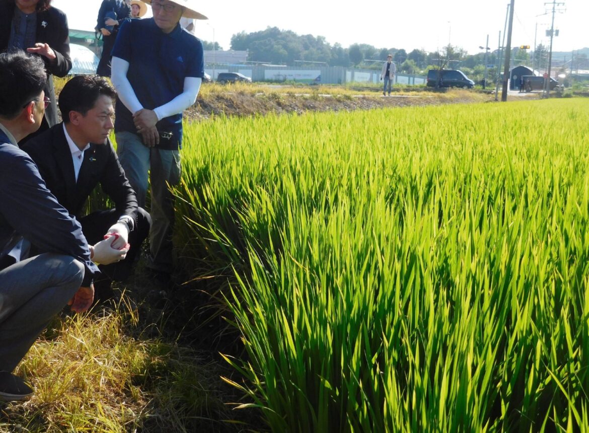 Farm minister Koizumi visits rice field in South Korea Farm minister Koizumi visits rice field in South Korea