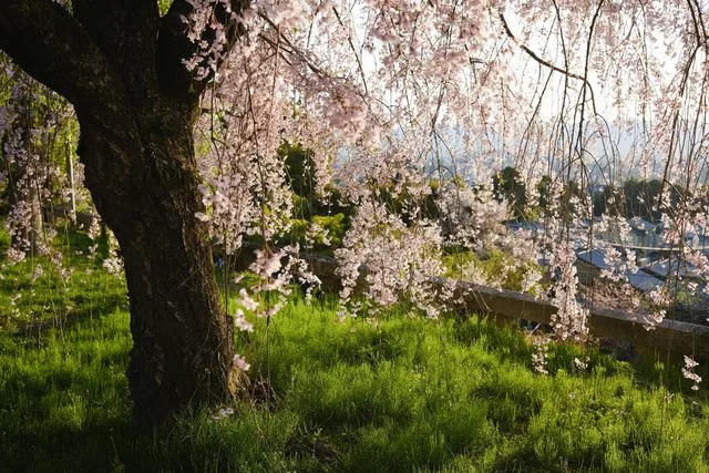 Daniel Gorostieta/Travel + Leisure Cherry blossoms seen in Kyoto, Japan.