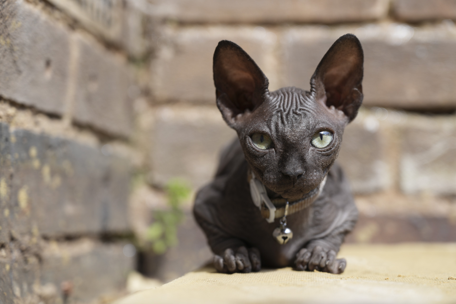 Animal portrait, taken with the FE 20-70mm F4 lens and A7C R 