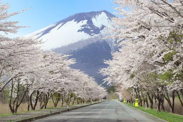 Tohoku Tourism Promotion Organization An empty road lined with cherry blossoms lead to a mountain Japan's Tohoku region.