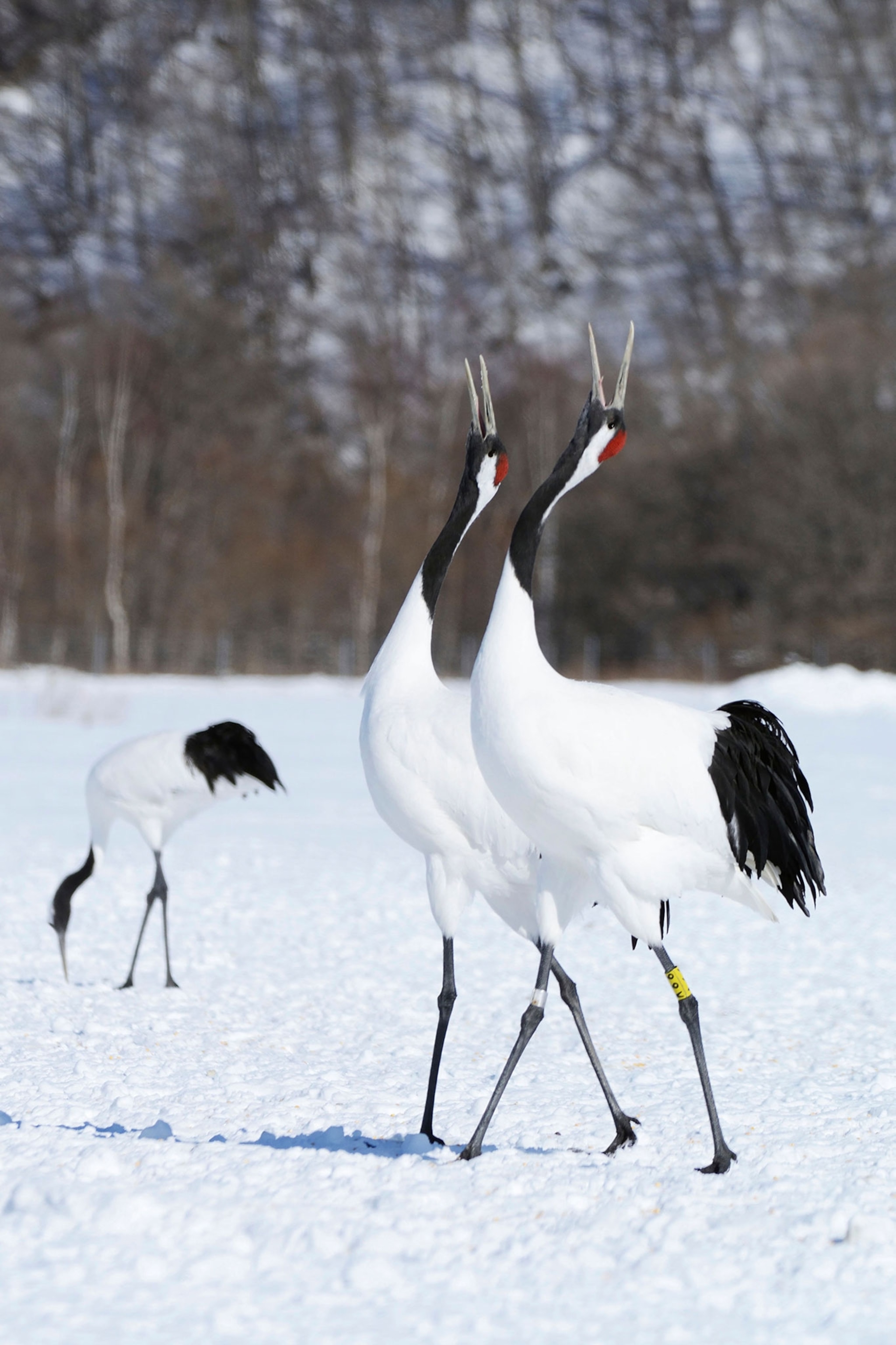 Two cranes stading in the foreground of a photograph with white feather on their bodies point their faces with rich black feathers upward to the sky. Another cane is in the background out of focus putting it's head downward towards the snow.