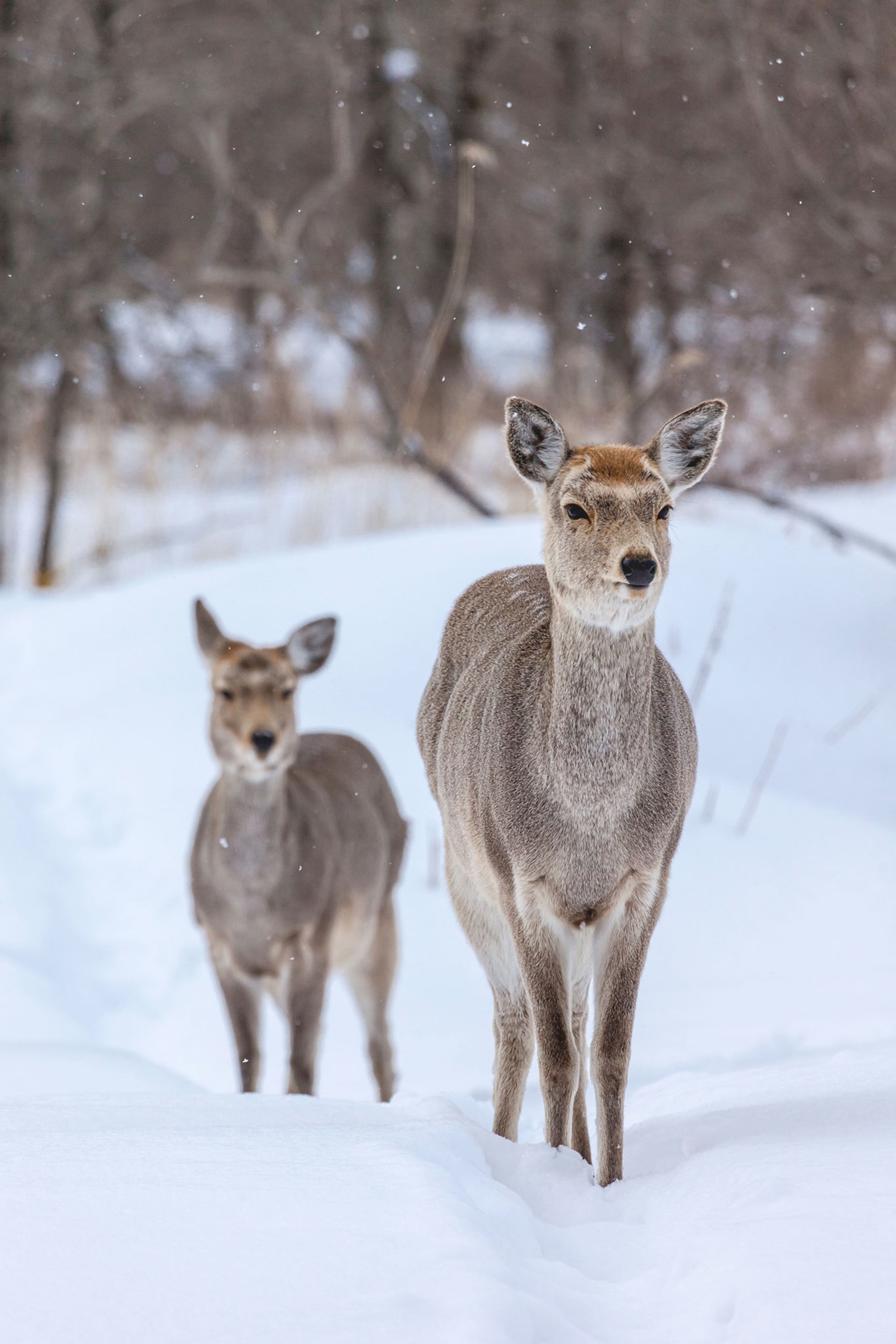 Two deers standing in the snow.