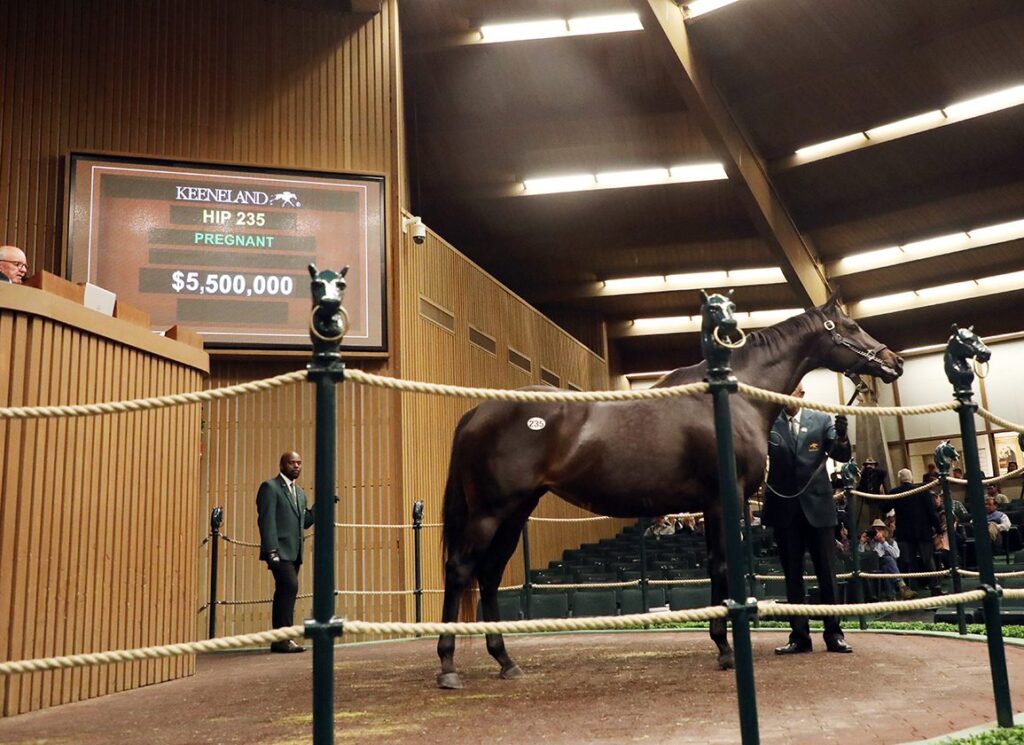 First Japanese-Foaled Runner Out Of Midnight Bisou Debuts at Niigata First Japanese-Foaled Runner Out Of Midnight Bisou Debuts at Niigata