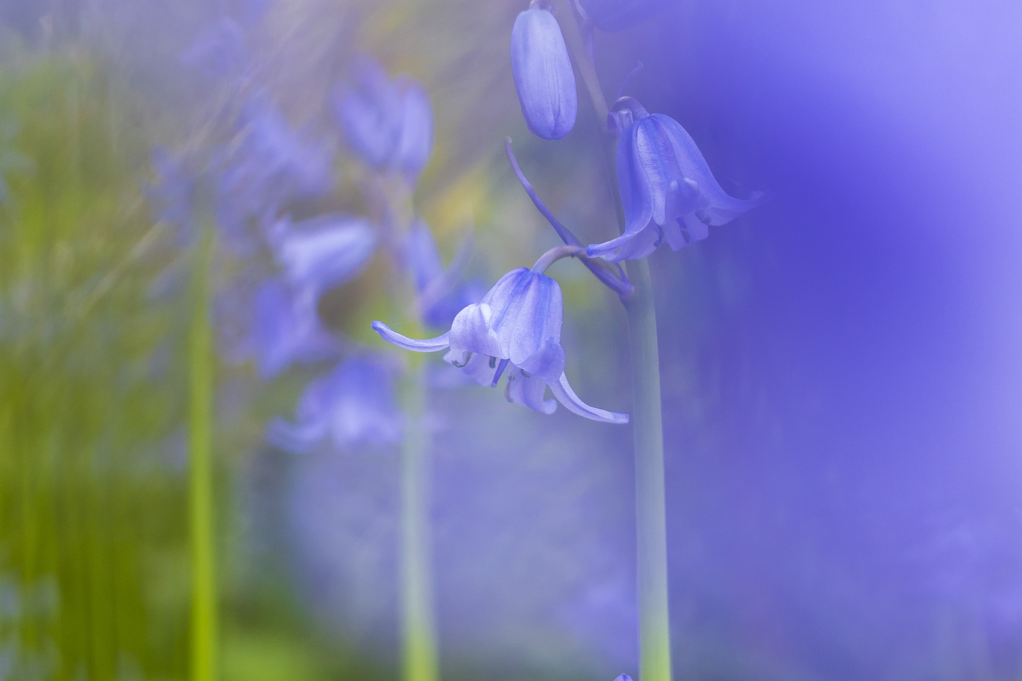 Bluebells in a field