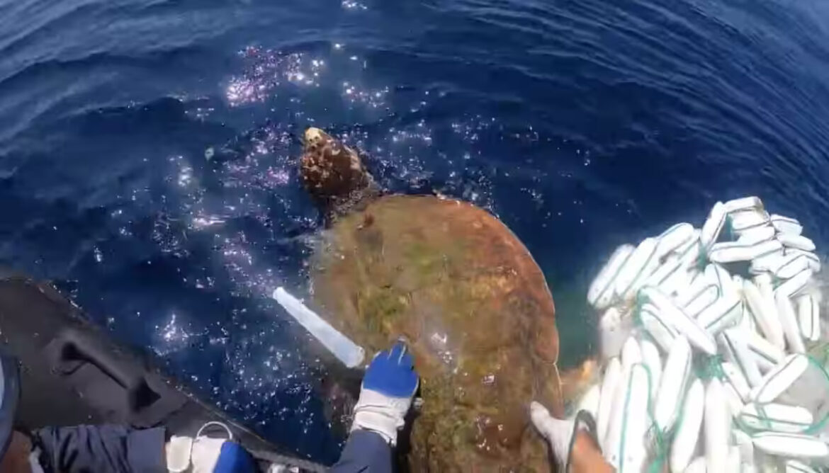 Japan Coast Guard Makes Dramatic Sea Turtle Rescue Japan Coast Guard turtle rescue