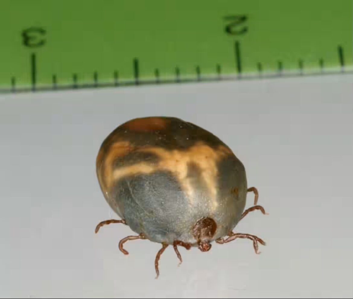 Madani outdoor ticks