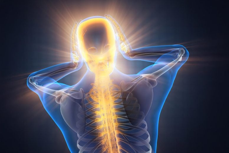 Pain Brain Neck Spine Illustration Wide