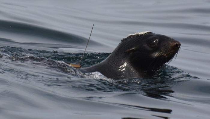 Seals on the move