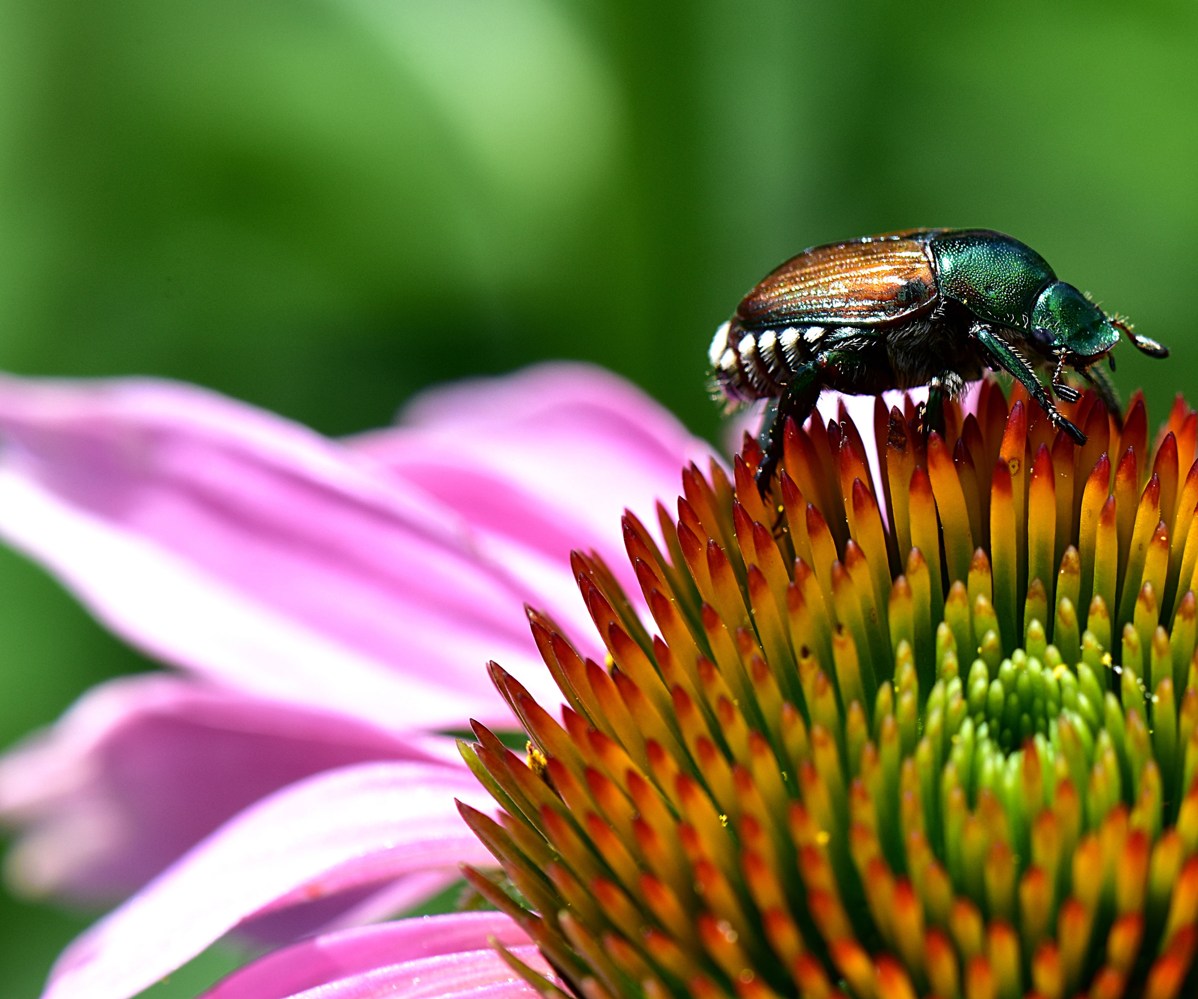Japanese beetle on pink flower