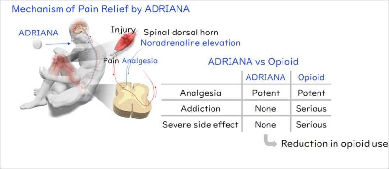 A new alternative to opioids