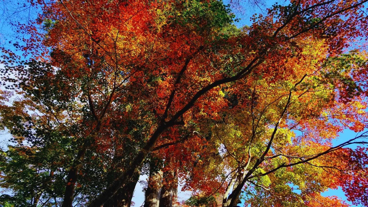 Autumn in Japan
