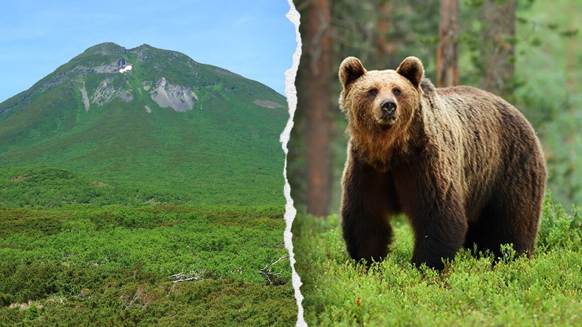 Hiker found dead in Japan after brown bear attack on Mount Rausu trail: report Hiker found dead in Japan after brown bear attack on Mount Rausu trail: report