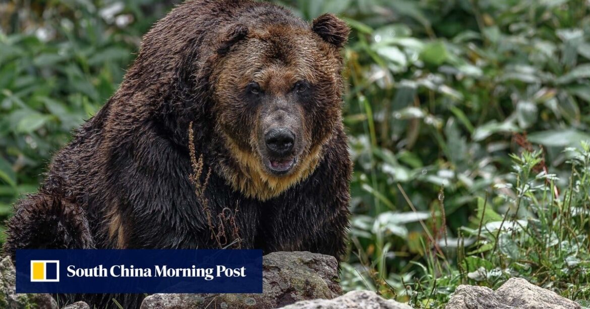 In Japan, bear attack fears rise after woman mauled outside disabled home