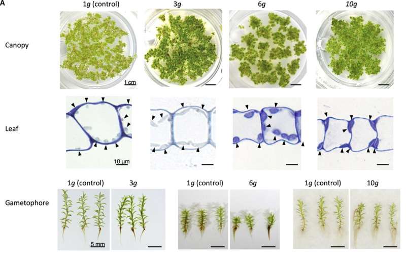 Hypergravity boosts food production in moss species finds a recent Japanese study