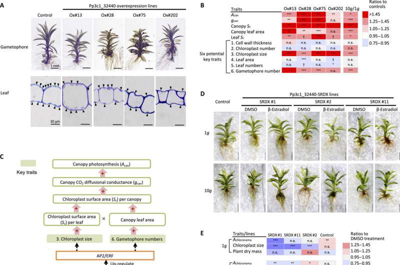 Hypergravity boosts food production in moss species finds a recent Japanese study